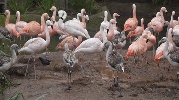 320-9800 Safari Park - Chilean Flamingos